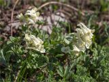 Corydalis vittae. Цветущее растение. Абхазия, Гагрский р-н, гора Мамдзышха, выс. 1736 м н.у.м., альпийский луг. 15.05.2021.