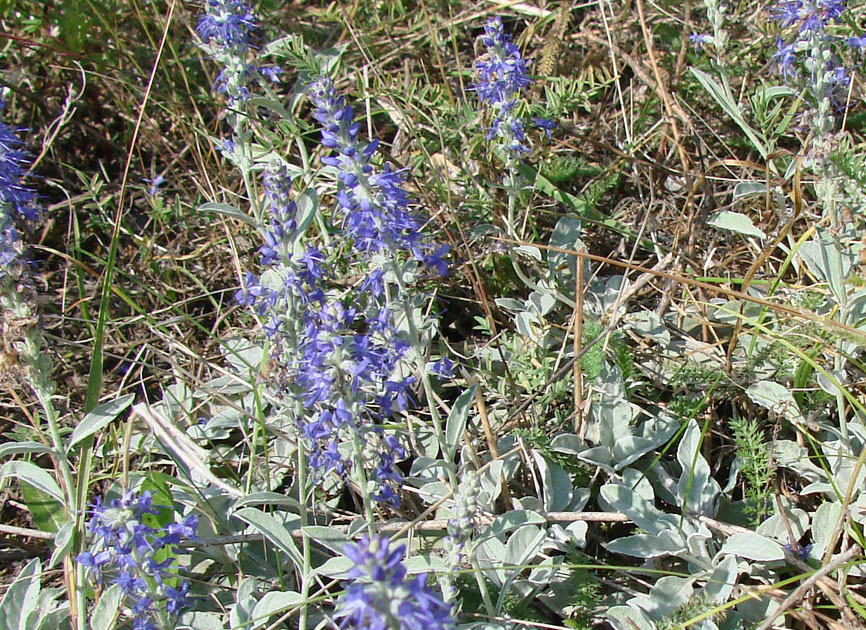 Image of Veronica incana specimen.