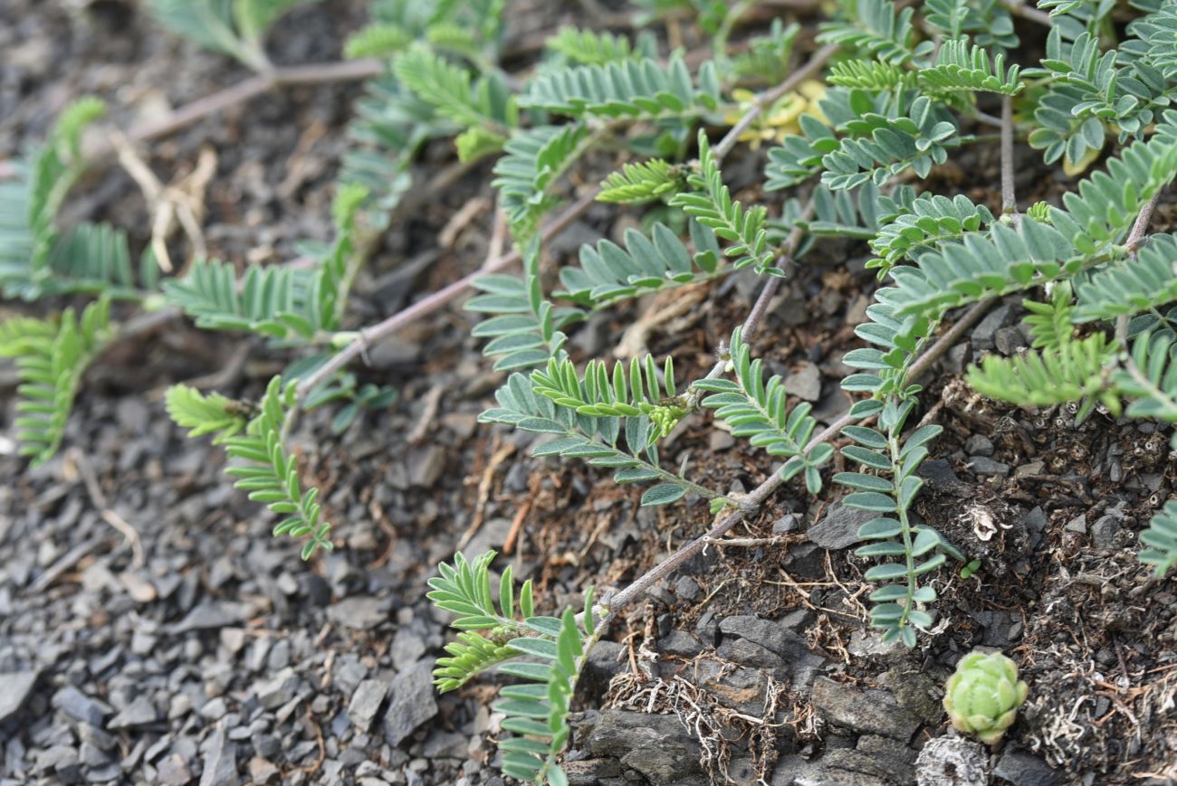 Изображение особи род Astragalus.