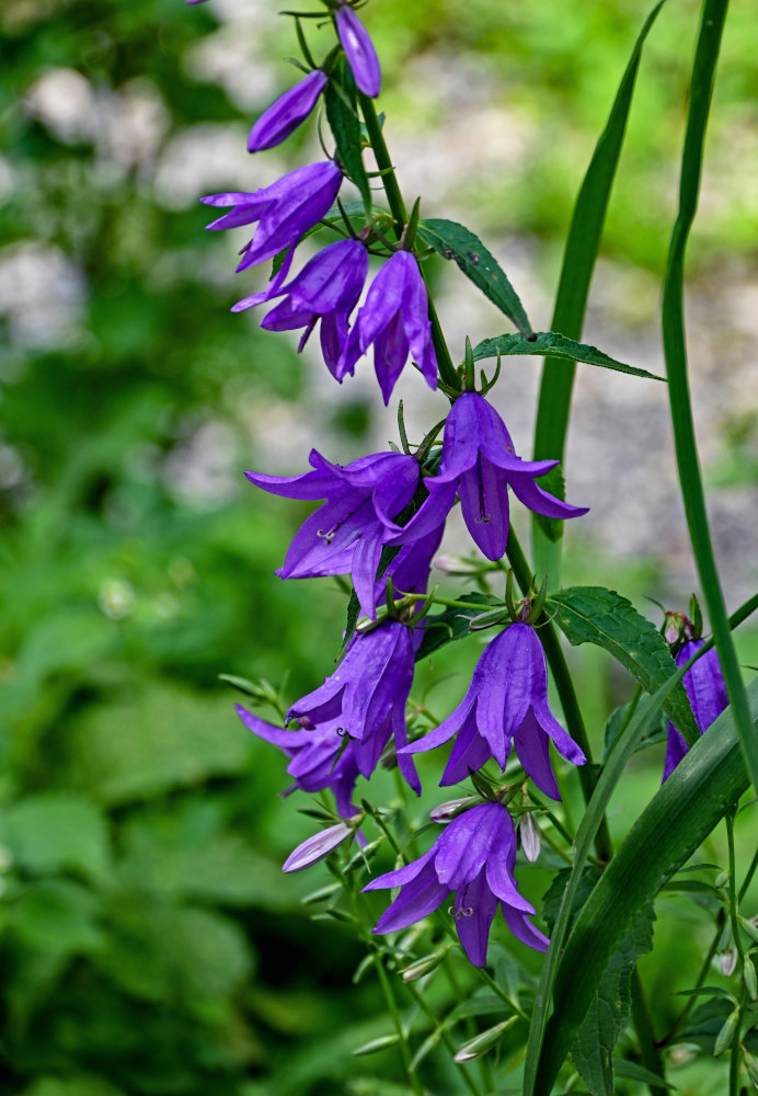 Изображение особи Campanula rapunculoides.