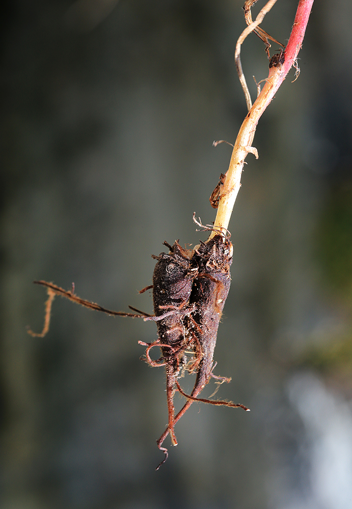 Image of Aconitum sichotense specimen.