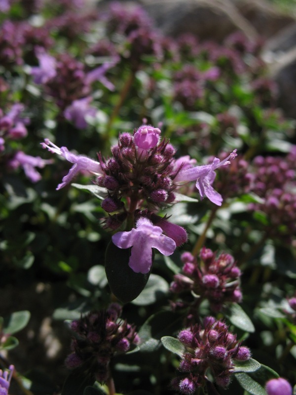 Image of Thymus caucasicus specimen.