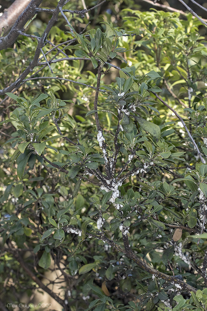 Image of Pittosporum heterophyllum specimen.