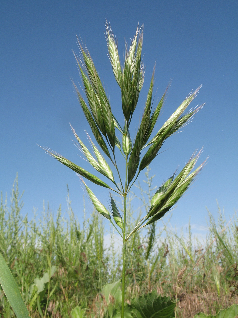 Изображение особи Bromus danthoniae.