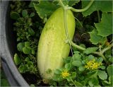 Cucumis sativus. Созревающий плод и часть побега (гладкоплодный сорт); справа - цветущие побеги Aizopsis. Московская обл., Раменский р-н, окр. дер. Хрипань, садовый участок. 22.08.2022.