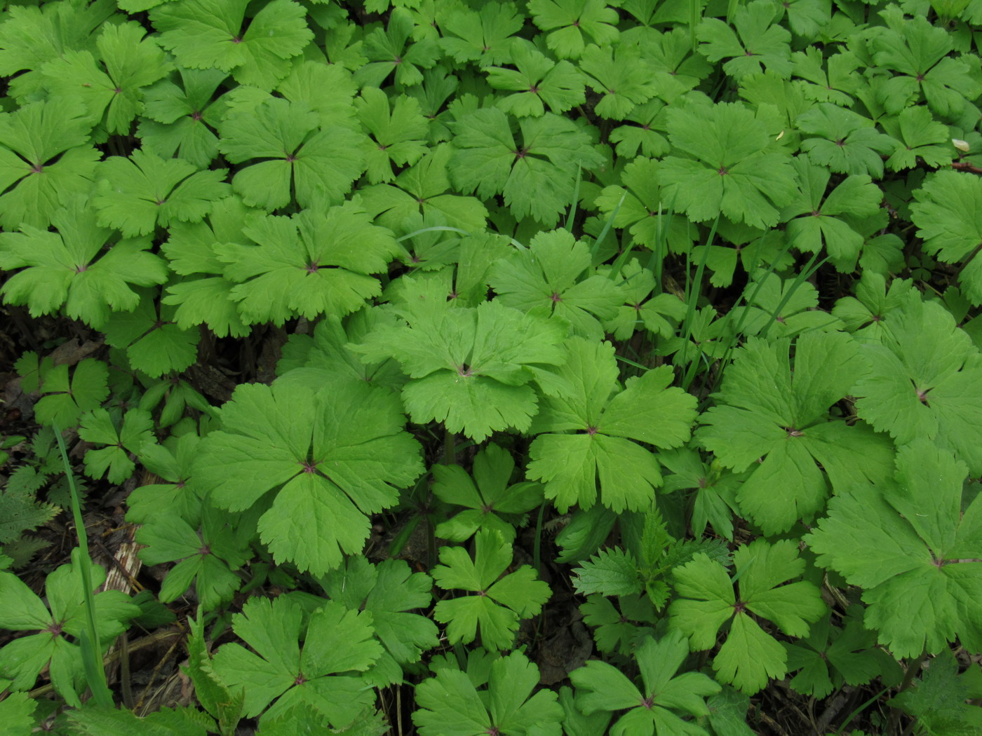 Изображение особи Anemone baicalensis ssp. occidentali-sajanensis.