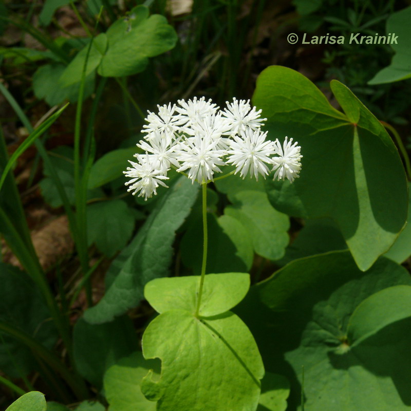 Image of Thalictrum filamentosum specimen.