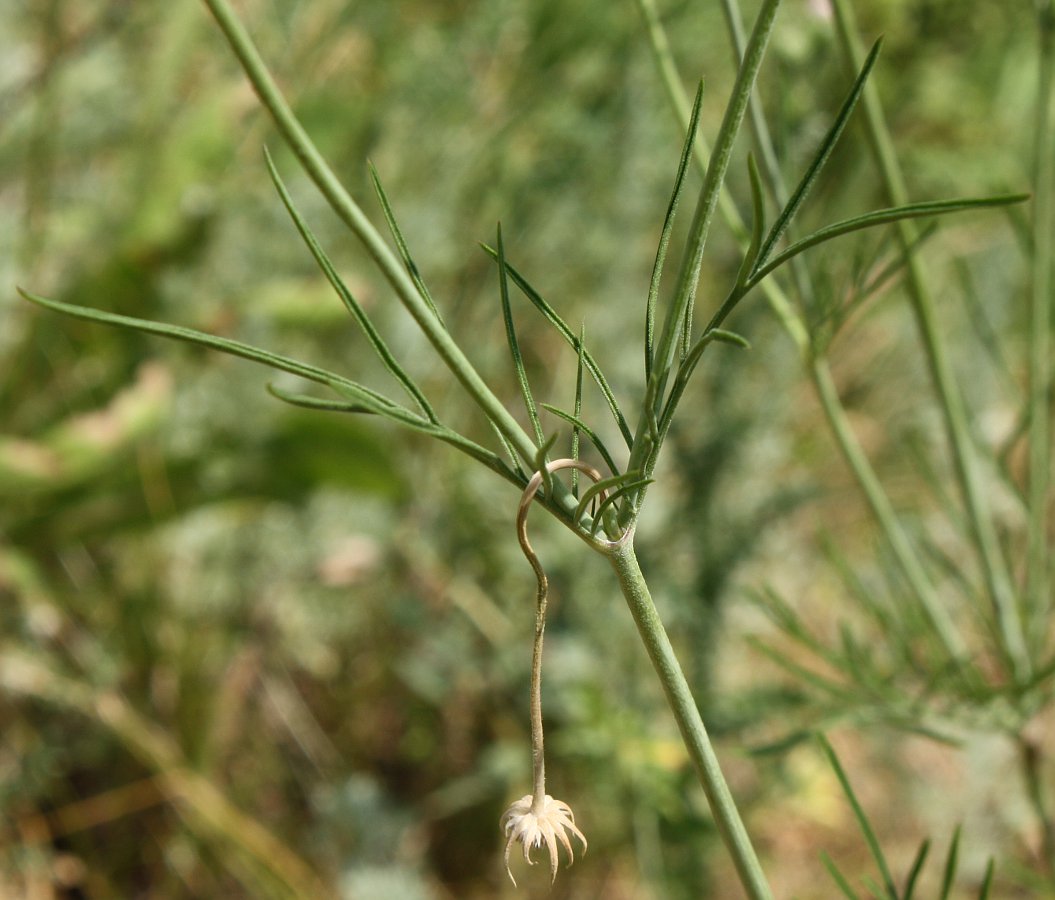 Image of Scabiosa ochroleuca specimen.