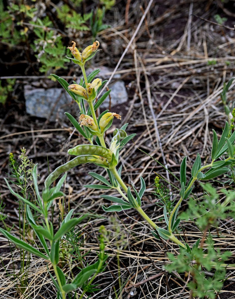 Image of Thermopsis lanceolata specimen.