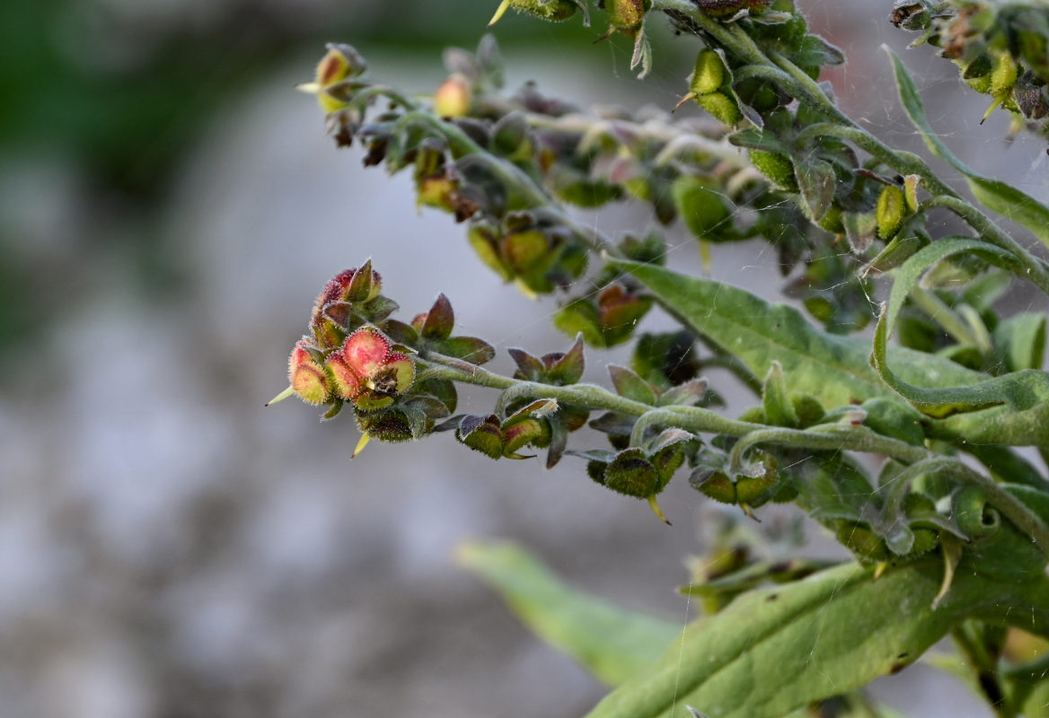 Image of Cynoglossum officinale specimen.