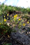 Potentilla crantzii