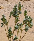 Calotropis procera