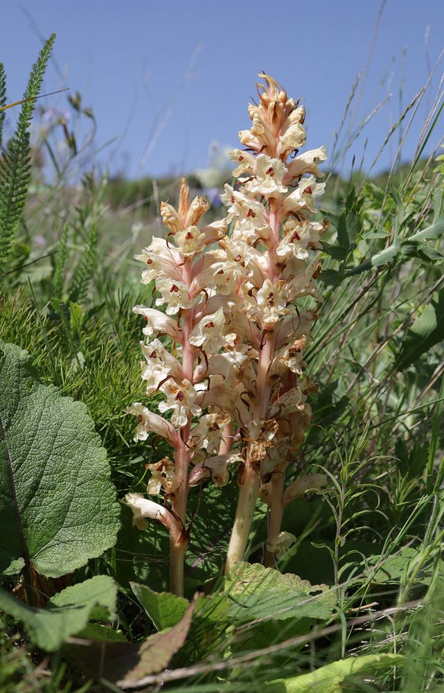 Изображение особи Orobanche alba f. maxima.