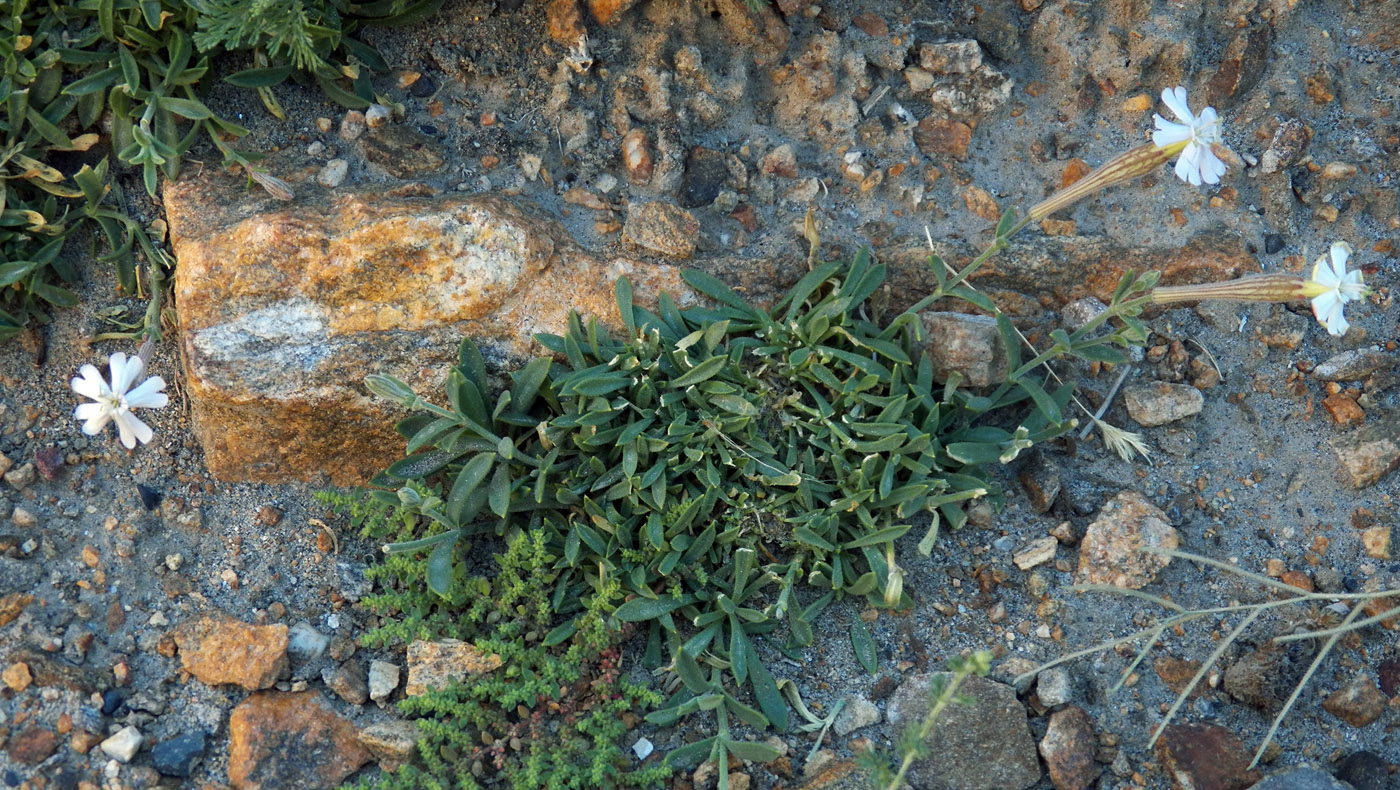 Изображение особи Silene microphylla.