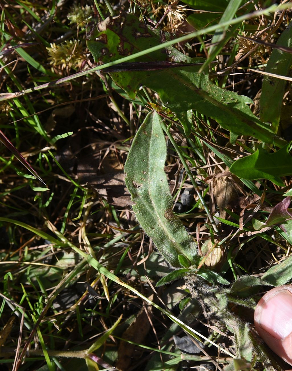 Image of Erigeron orientalis specimen.