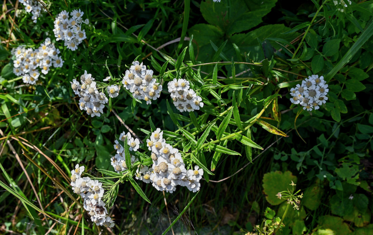 Изображение особи Achillea ptarmica ssp. macrocephala.