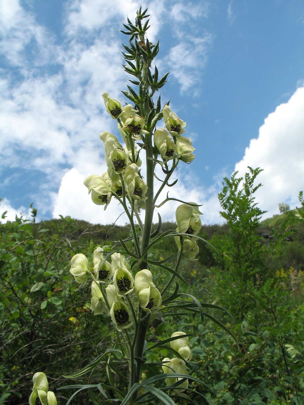 Изображение особи Aconitum anthoroideum.