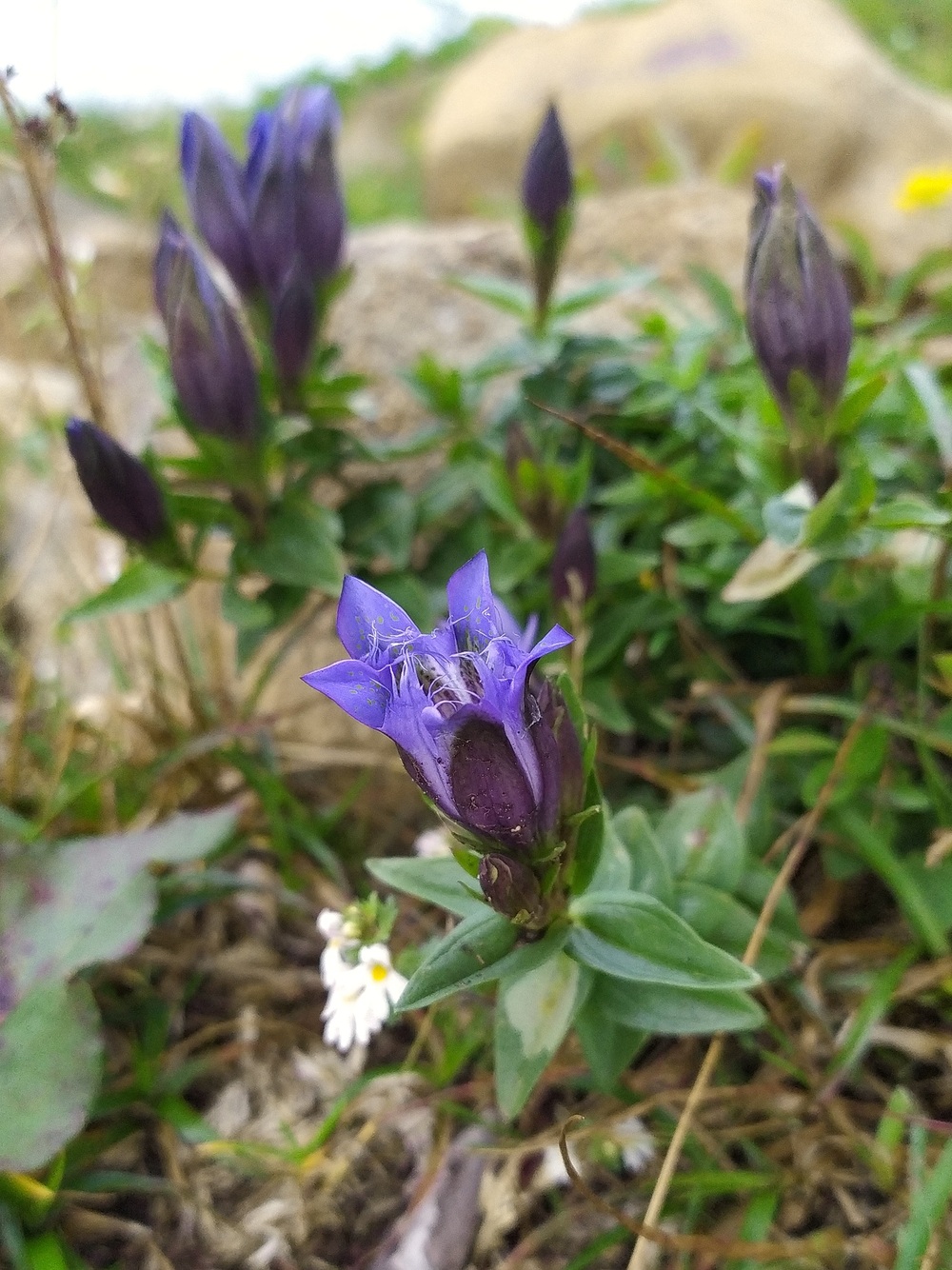 Image of Gentiana septemfida specimen.