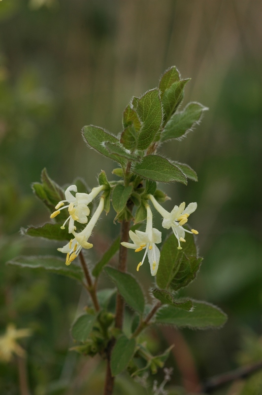 Image of Lonicera altmannii specimen.