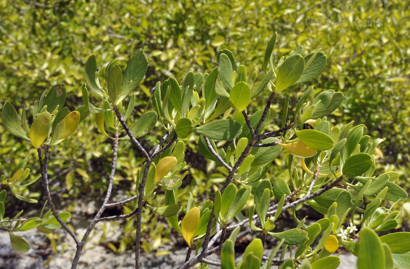 Image of Lumnitzera racemosa specimen.