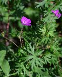 Geranium sanguineum