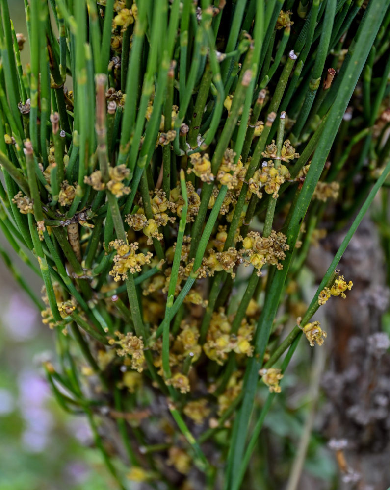 Image of genus Ephedra specimen.