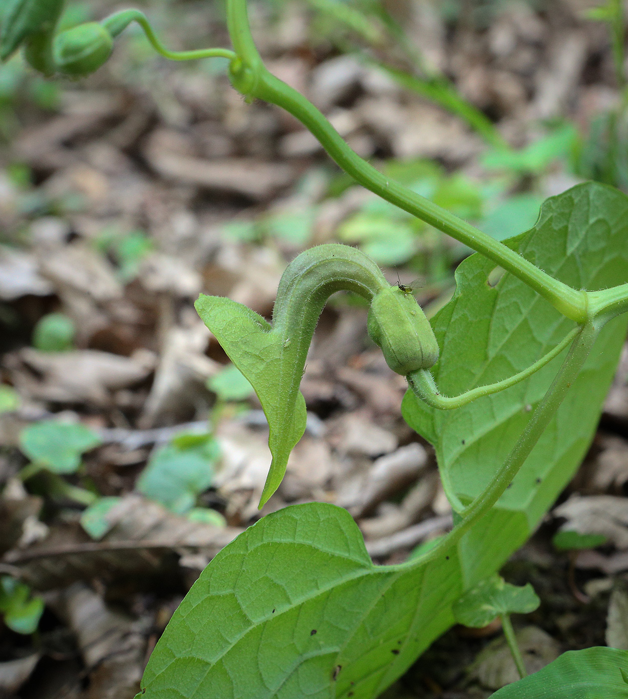 Изображение особи Aristolochia iberica.