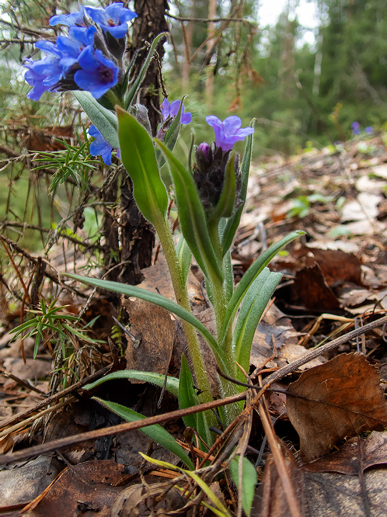 Image of Pulmonaria angustifolia specimen.