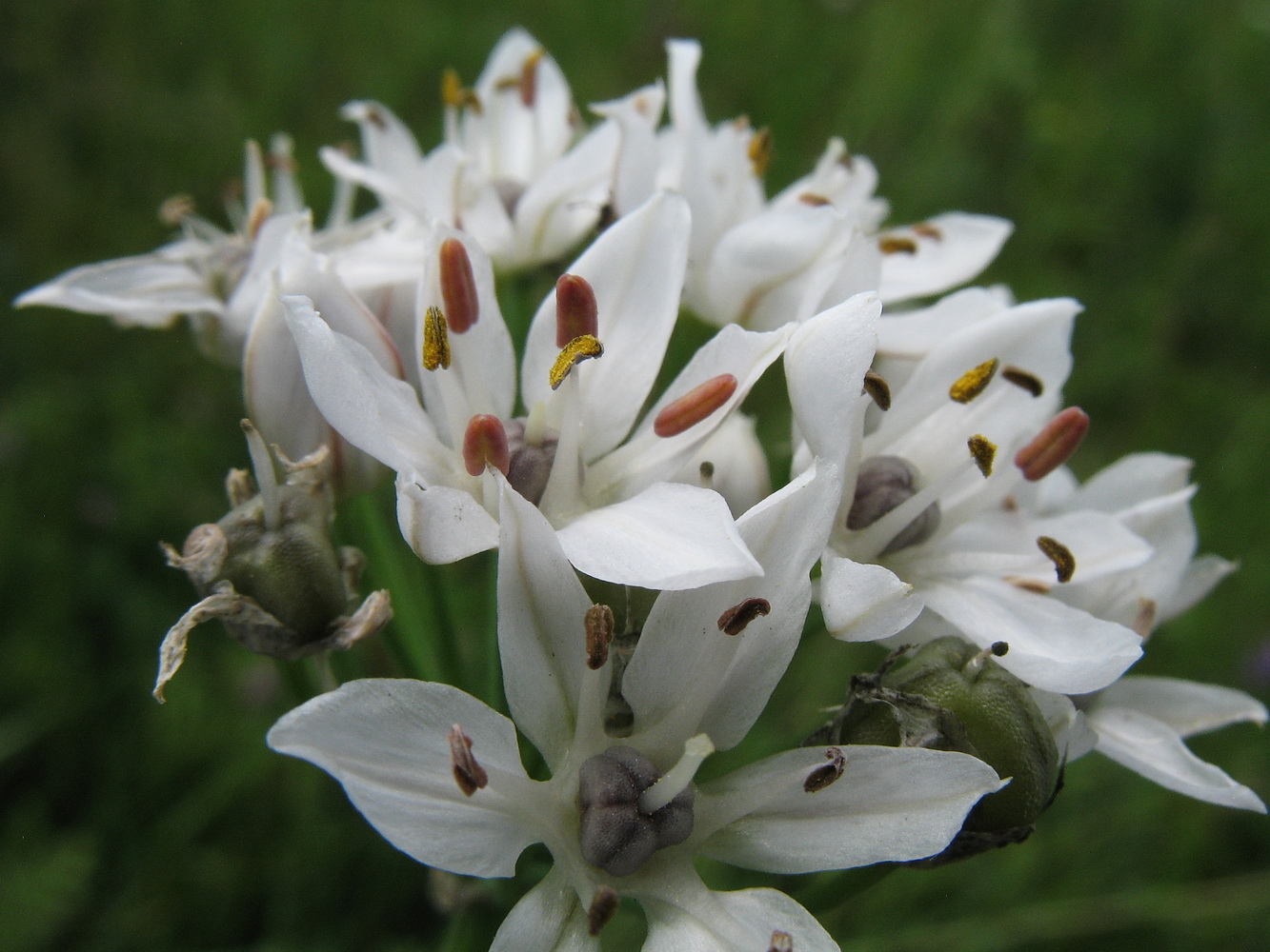 Image of Allium ramosum specimen.