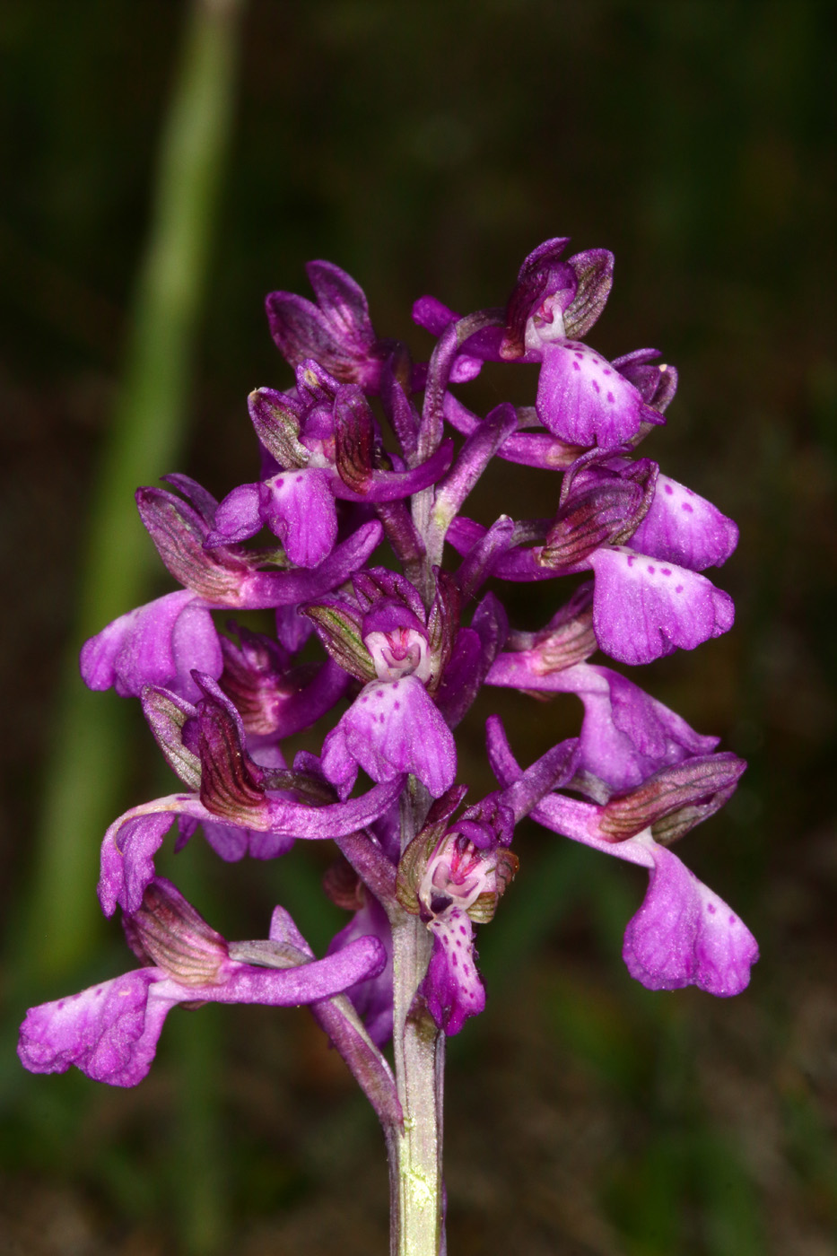 Image of Anacamptis morio ssp. caucasica specimen.