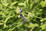 Scutellaria galericulata