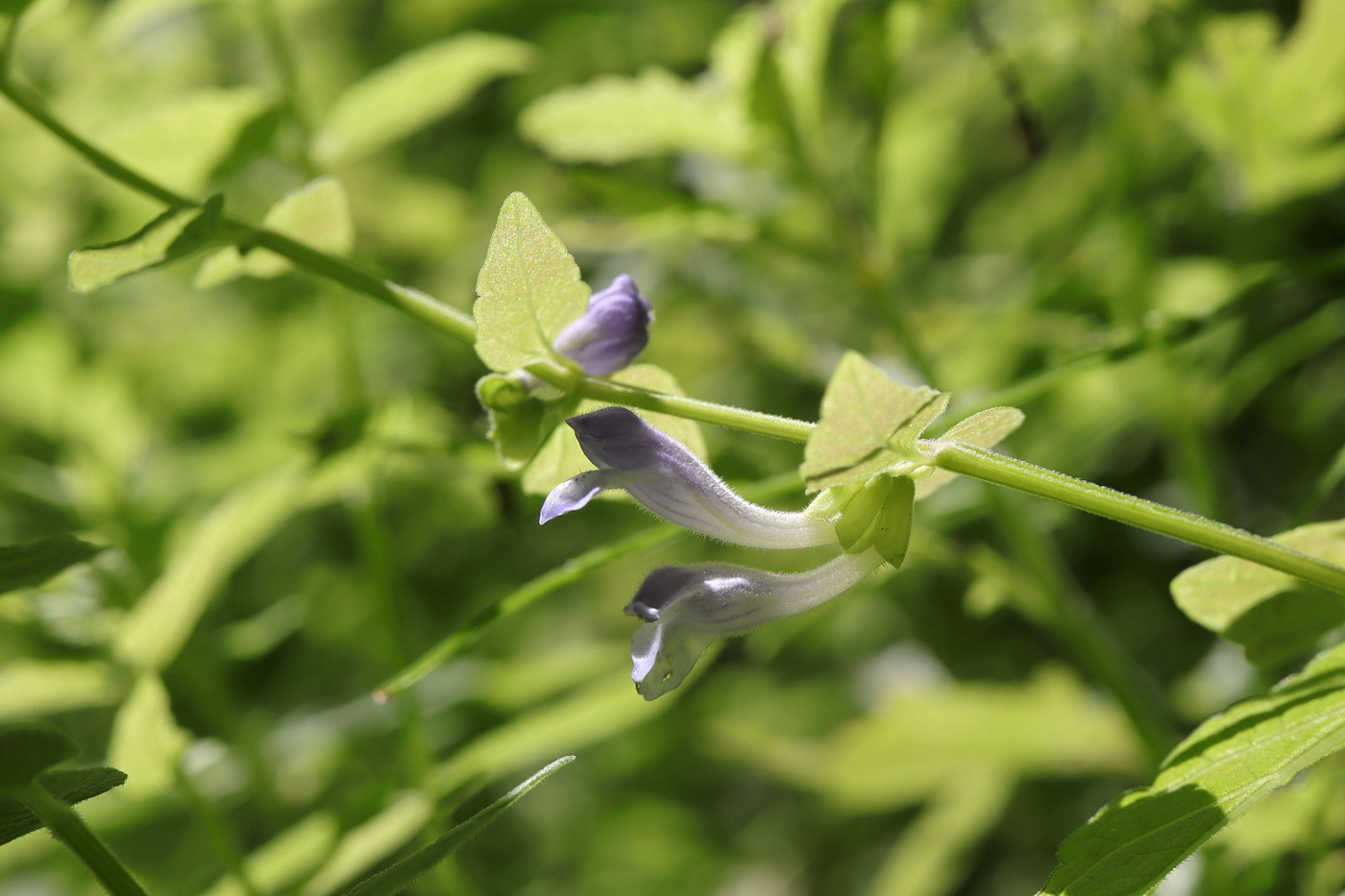 Изображение особи Scutellaria galericulata.