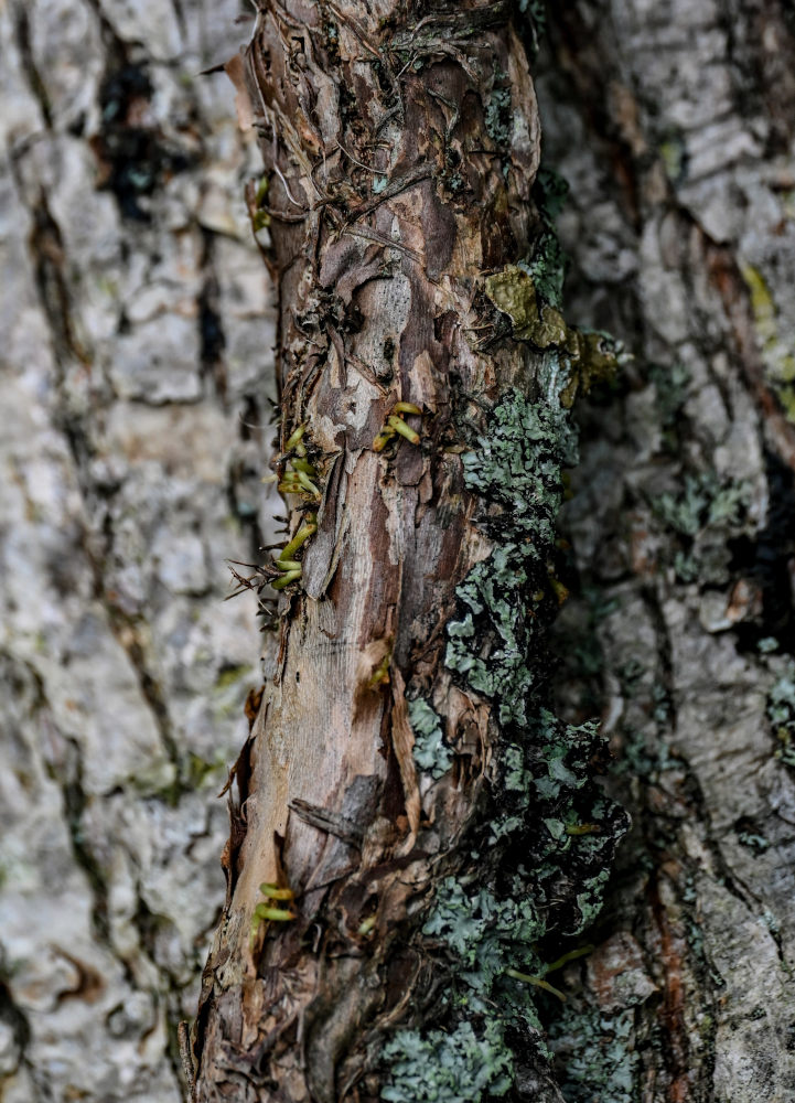 Image of Hydrangea petiolaris specimen.