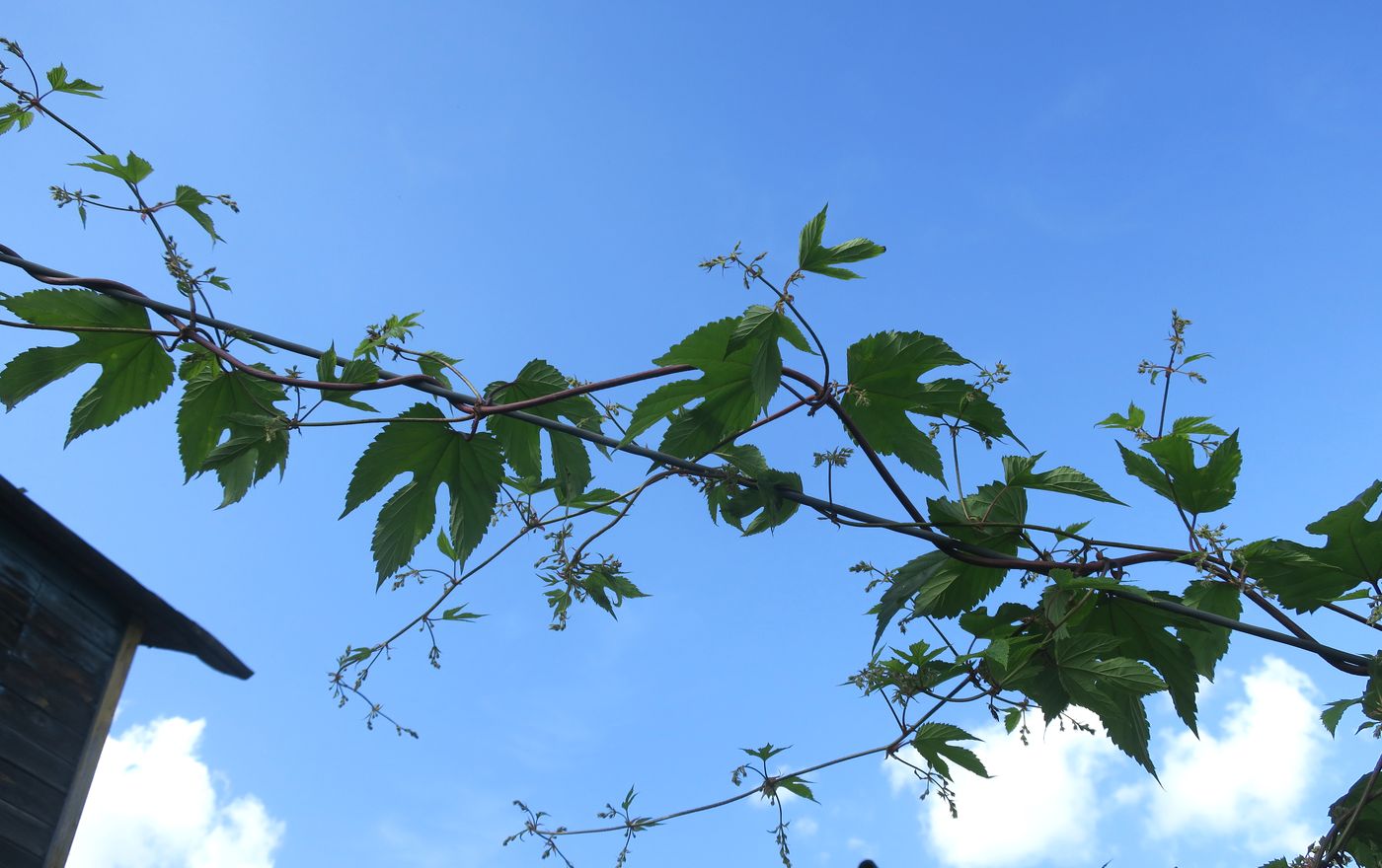 Image of Humulus lupulus specimen.