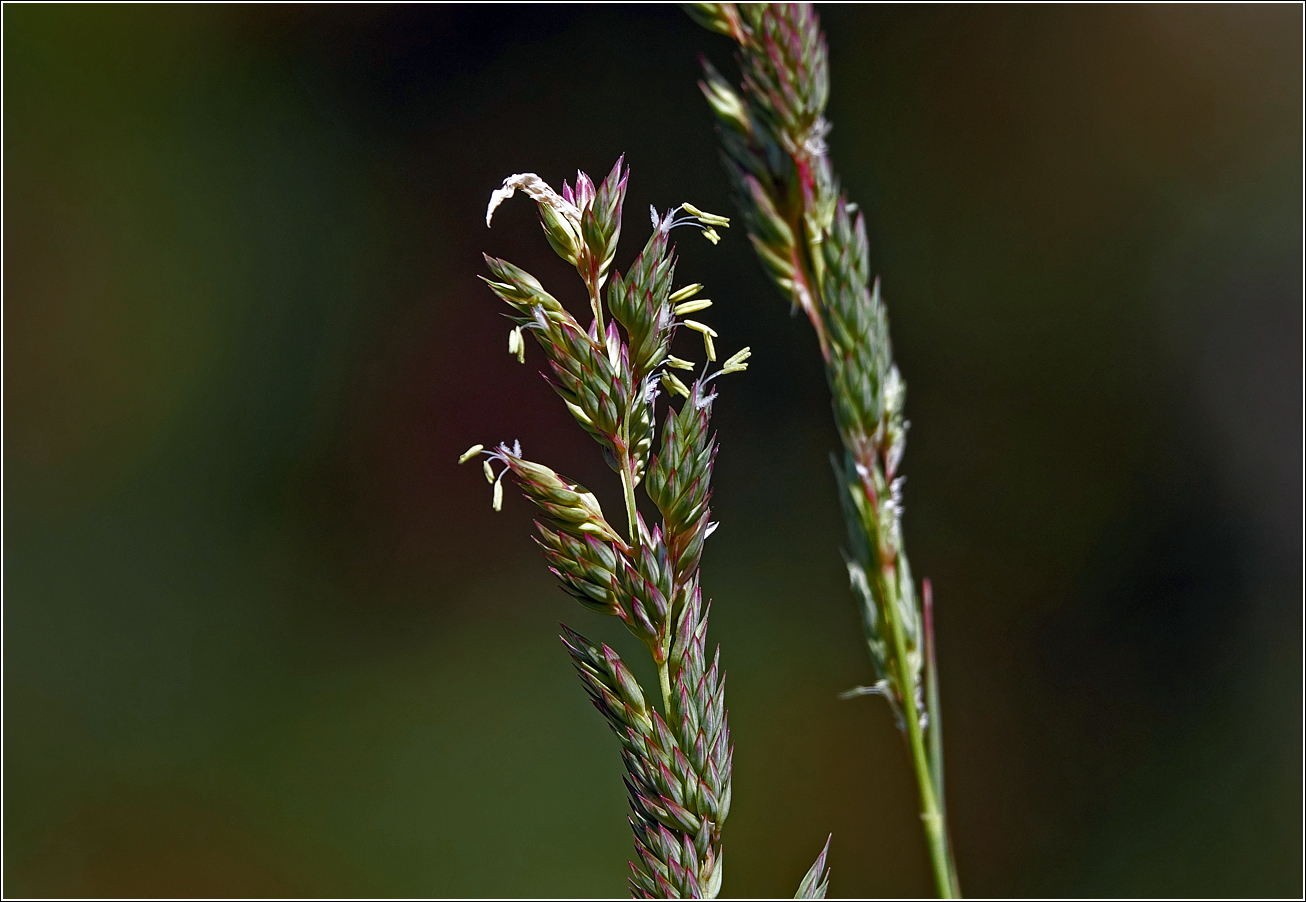 Image of Phalaroides arundinacea specimen.