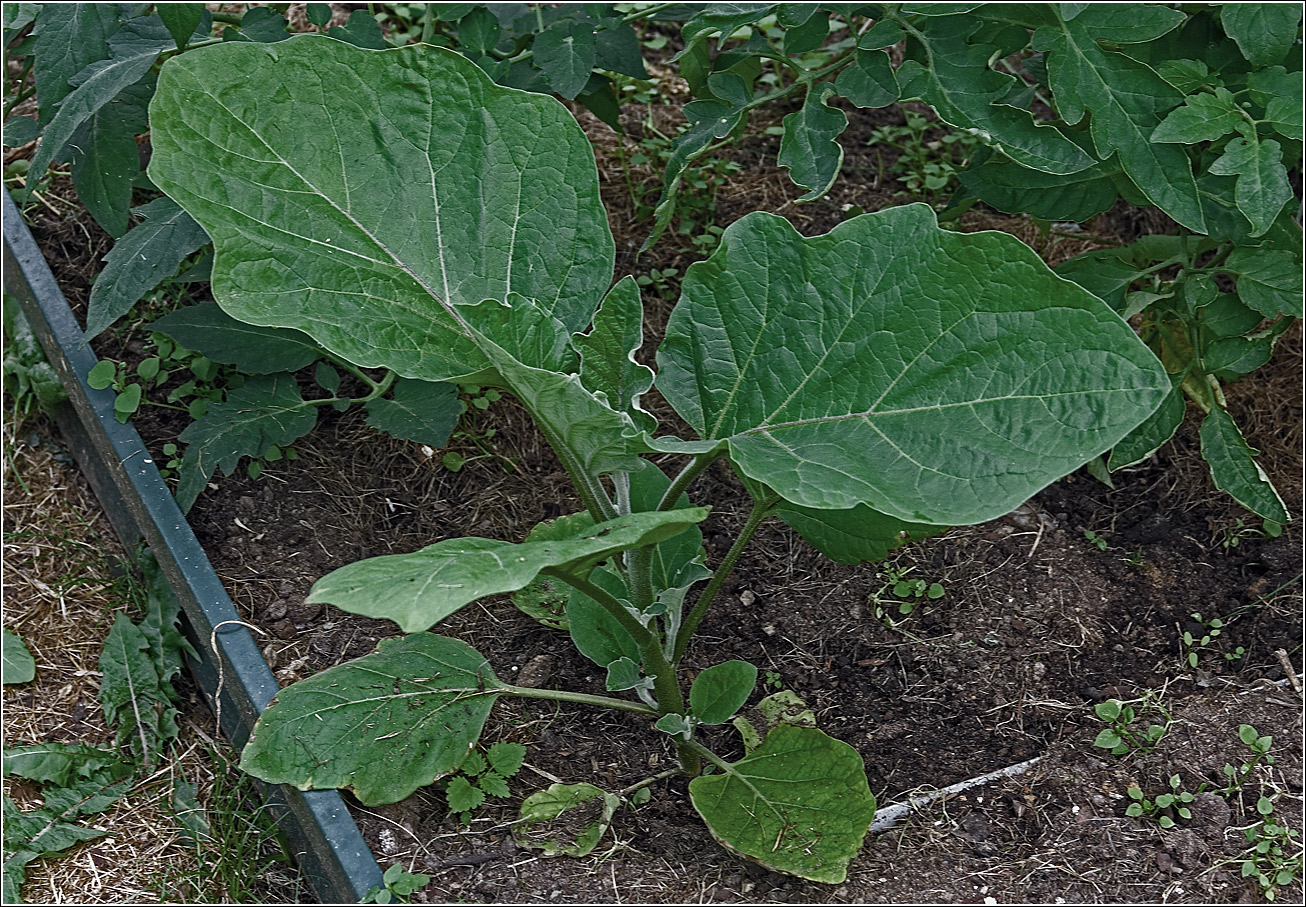 Image of Solanum melongena specimen.