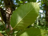 Carpinus betulus