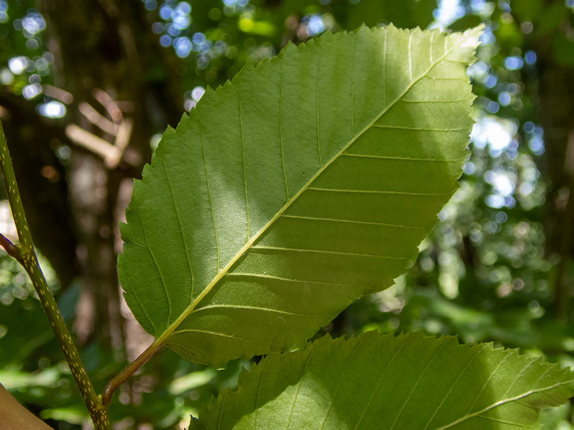 Изображение особи Carpinus betulus.