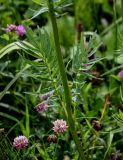 Valeriana officinalis