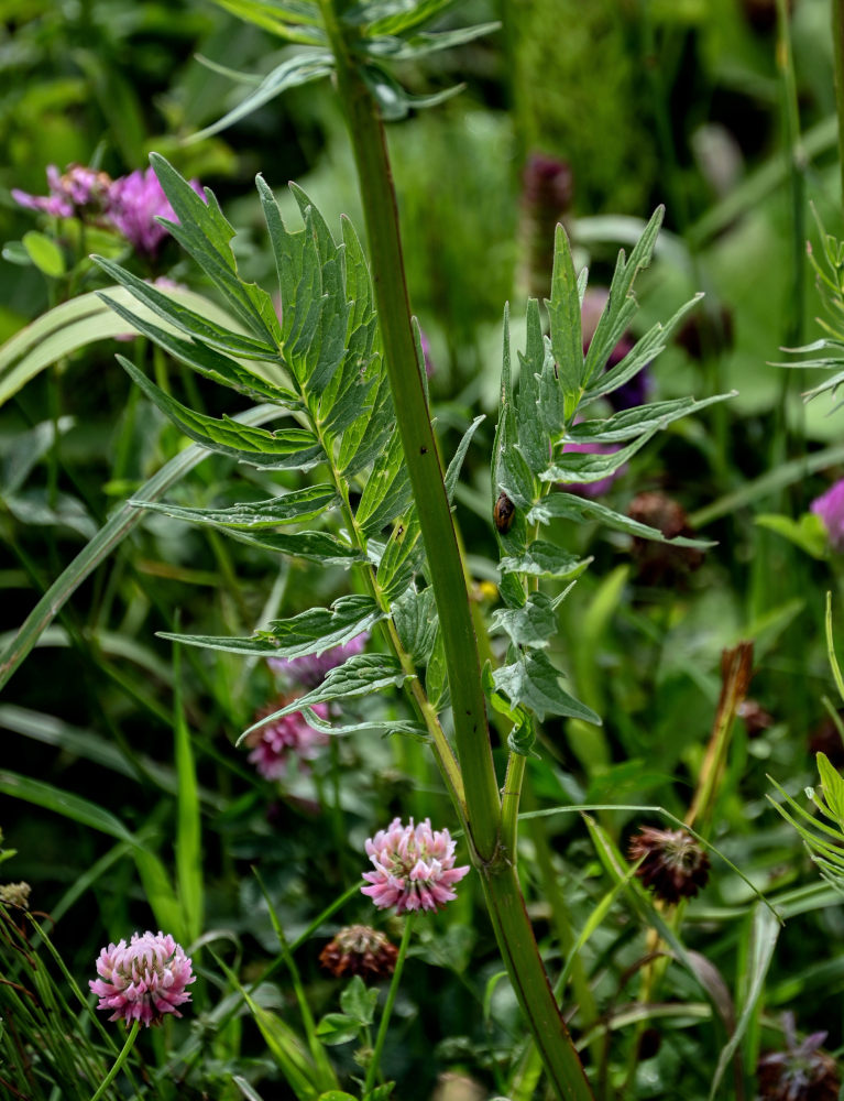 Изображение особи Valeriana officinalis.