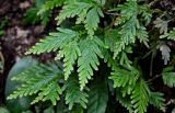 Selaginella delicatula. Верхушки вегетирующих растений. Китай, провинция Хунань, ущелье р. Ланьчуаньси, широколиственный лес. 08.06.2024.