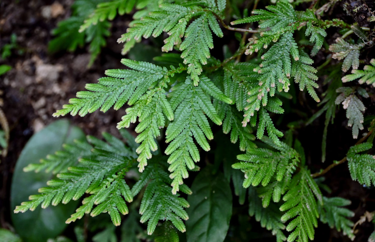 Изображение особи Selaginella delicatula.