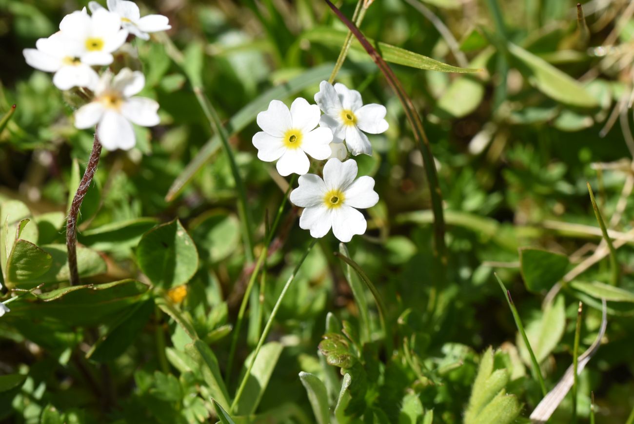 Изображение особи Androsace barbulata.