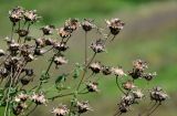 Centaurea scabiosa