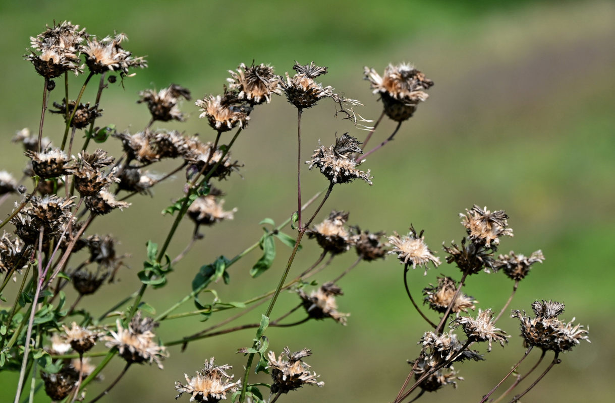 Изображение особи Centaurea scabiosa.