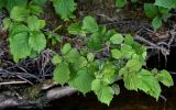 Corylus avellana. Верхушка ветви. Московская обл., Пушкинский гор. округ, северо-восточное побережье Учинского водохранилища, опушка смешанного леса, у воды. 27.07.2024.