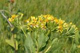 Senecio sarracenicus. Общее соцветие (вид сбоку). Ульяновская обл., Мелекесский р-н, пойма р. Бирля, местами заболоченный солоноватый луг. 05.08.2023.