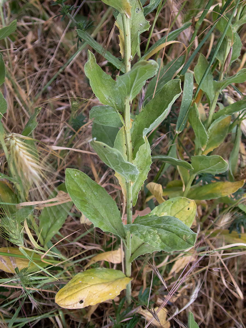 Image of Cardaria draba specimen.