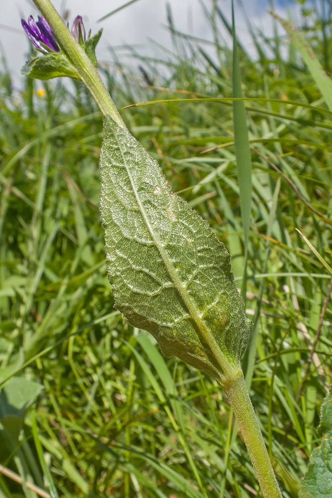 Image of Campanula glomerata ssp. oblongifolioides specimen.