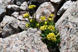 Draba oreades. Цветущее растение. Казахстан, Заилийский Алатау в окр. г. Алматы, Большое Алматинское ущ., р-н Космостанции, ≈3500 м н.у.м., задернованные моренные отложения. 27 июля 2024 г.